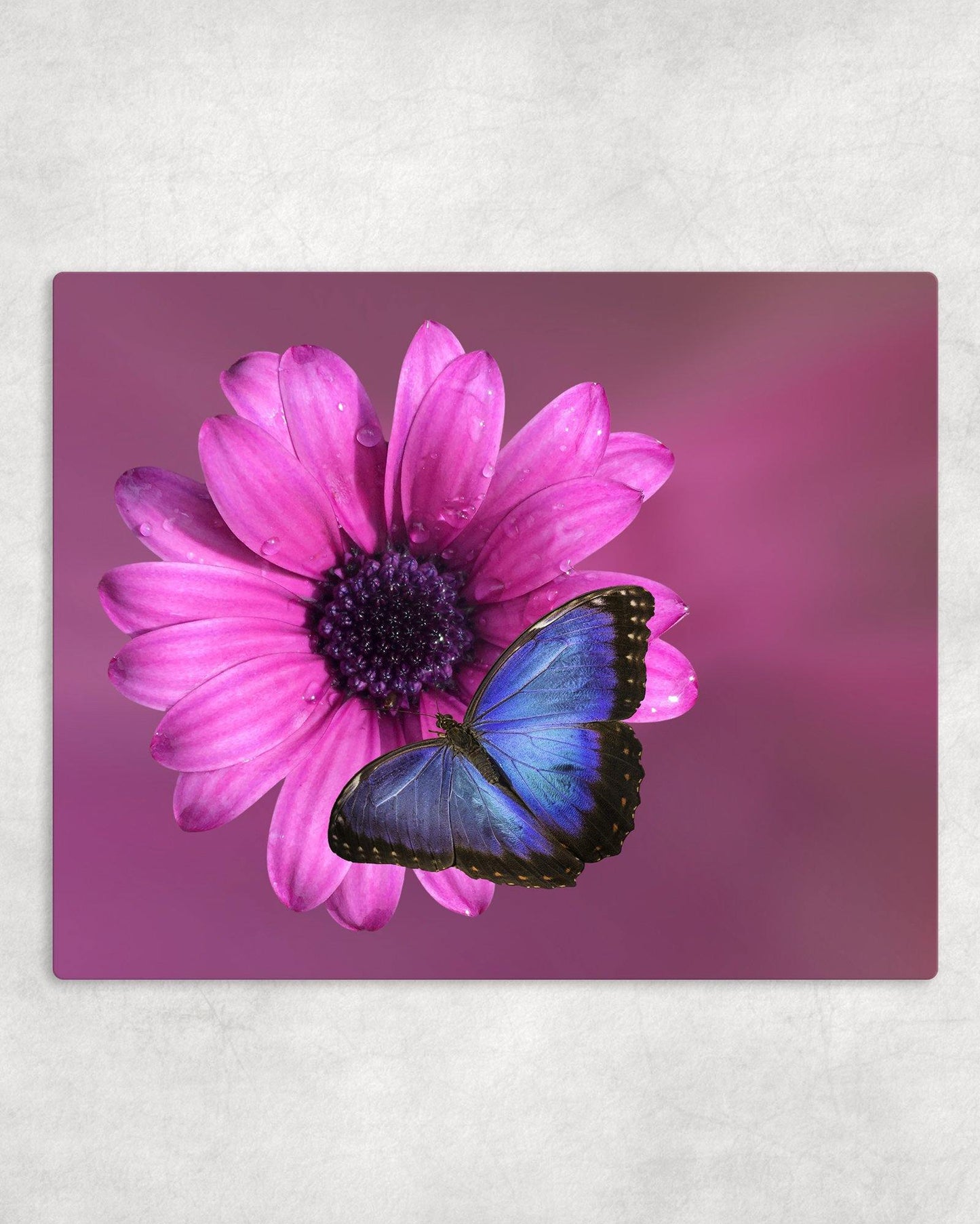 Blue Butterfly on Pink Flower Metal Photo Panel - 8x10 - Schoppix Gifts
