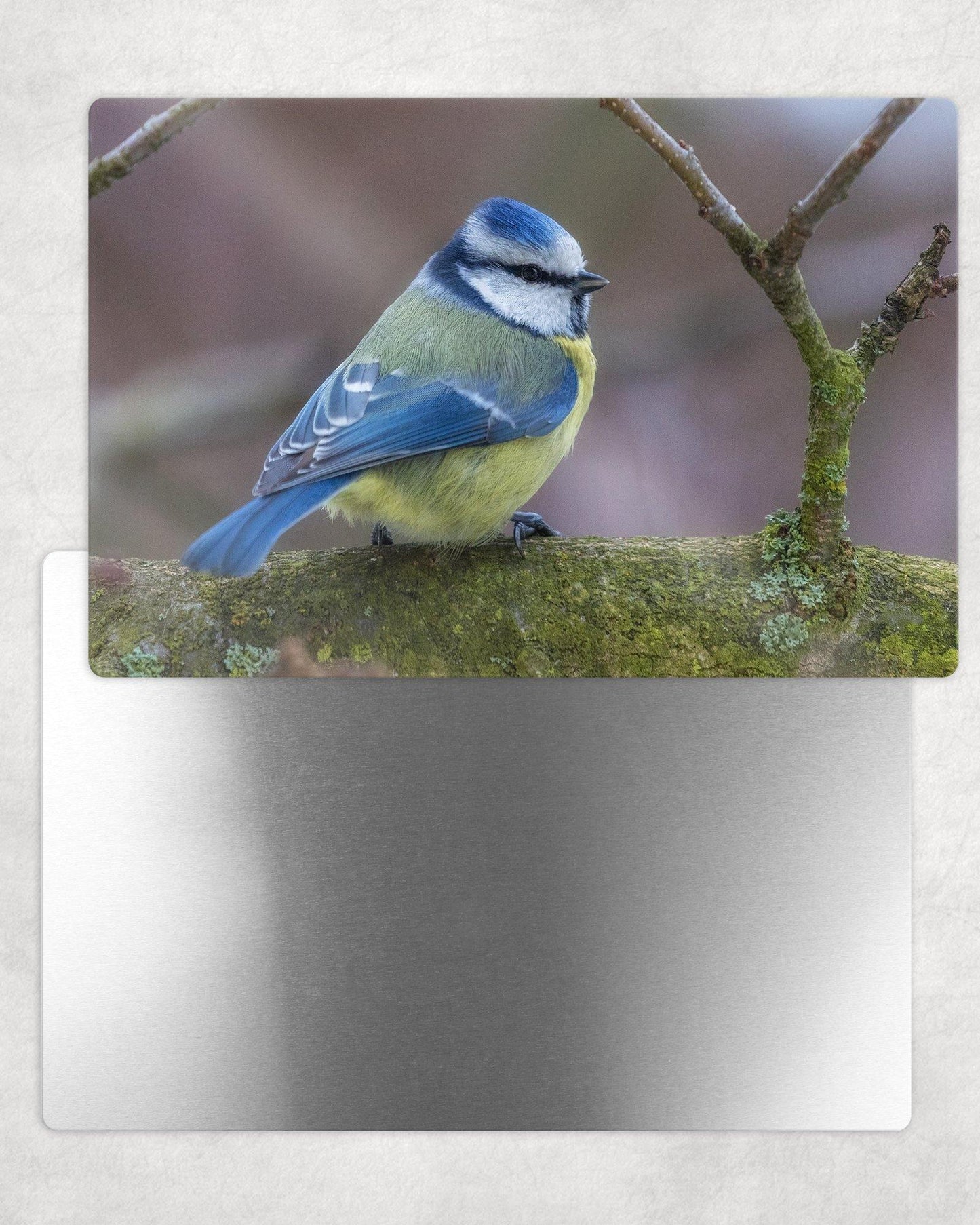 Blue Tit Metal Photo Panel - 8x12 or 12x18 - Schoppix Gifts