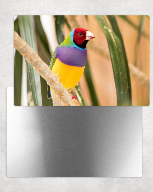 Zebra Finch Metal Photo Panel - 8x12 or 12x18 - Schoppix Gifts